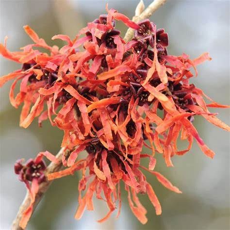 Witch Hazel "Jelena"