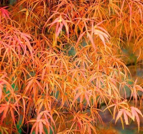 Japanese Maple "Koto No Ito"