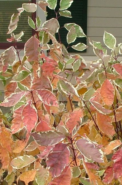 Dogwood Shrub Redtwig "Strawberry Daiquiri"