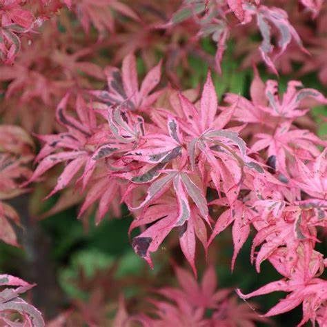 Japanese Maple "Shirazz"