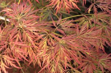 Japanese Maple "Irish Lace"