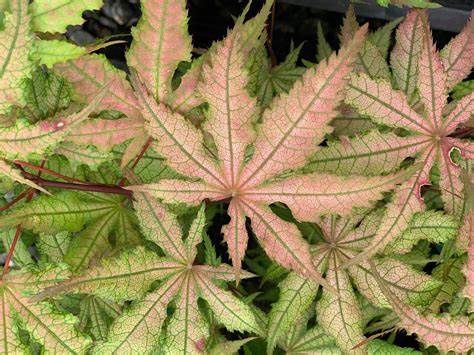 Japanese Maple "Amber Ghost"