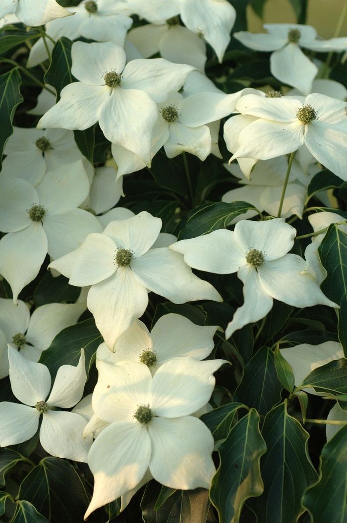 Dogwood Flowering Tree "Greensleeves"