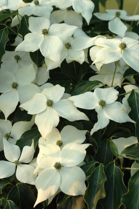 Dogwood Flowering Tree "Greensleeves"