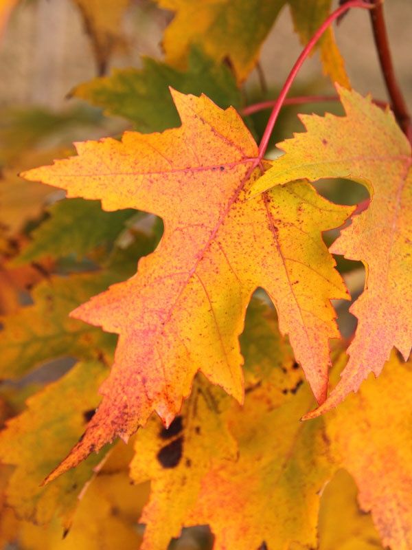 Red Maple "Armstrong Gold"