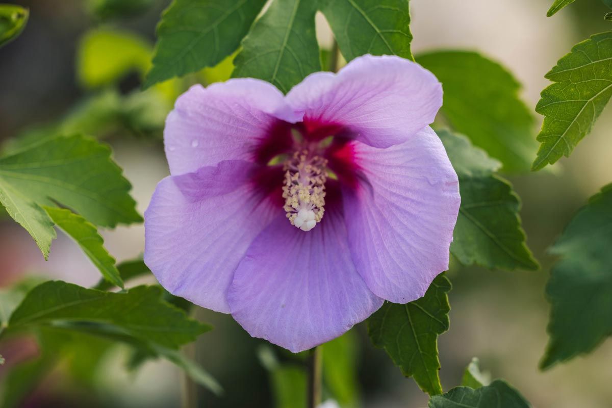 Rose of Sharon "Full Blast" Patio Tree