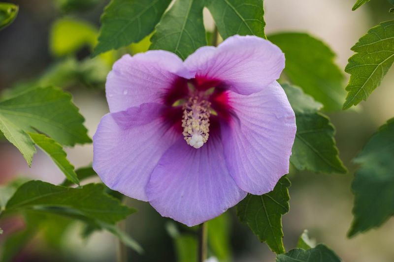 Rose of Sharon "Full Blast" Patio Tree