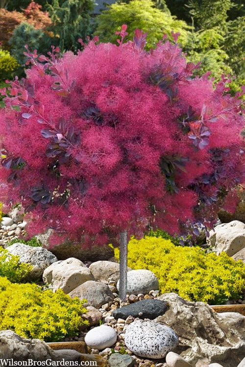 Smokebush "Dusky Maiden" Patio Tree