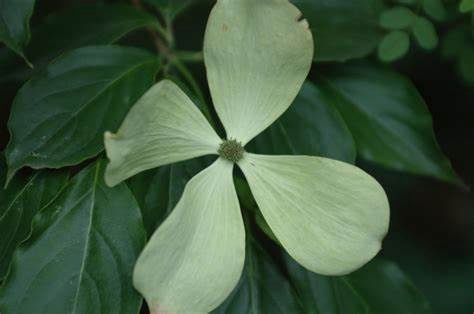 Dogwood Flowering Tree "Constellation"