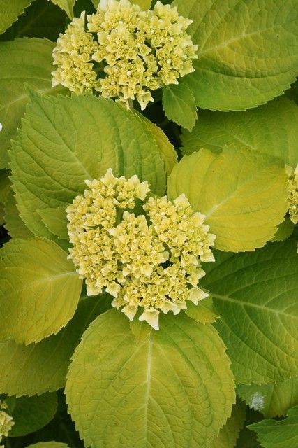 Bigleaf Hydrangea "Lemon Daddy"