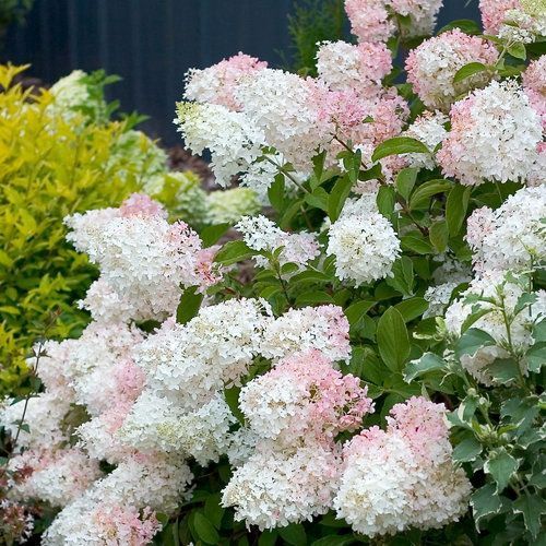 Panicle Hydrangea "Little Lamb"