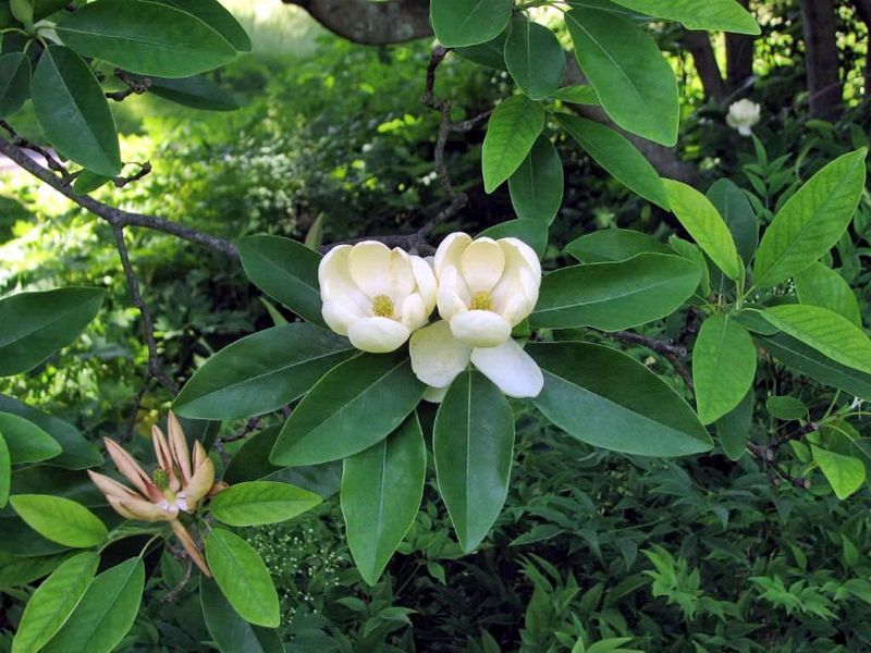 Sweetbay Magnolia "Moonglow"