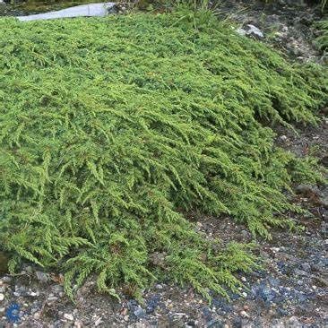 Juniper Creeping "Green Carpet"