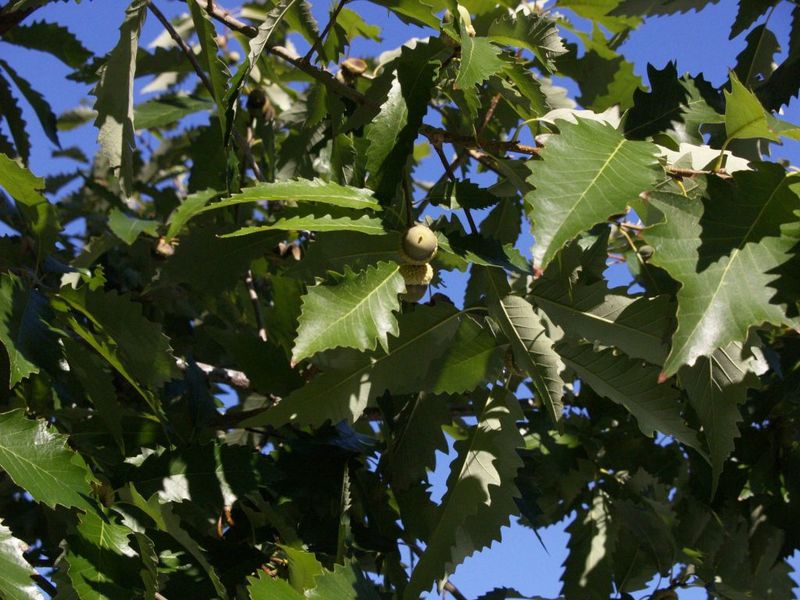 Oak Chinkapin
