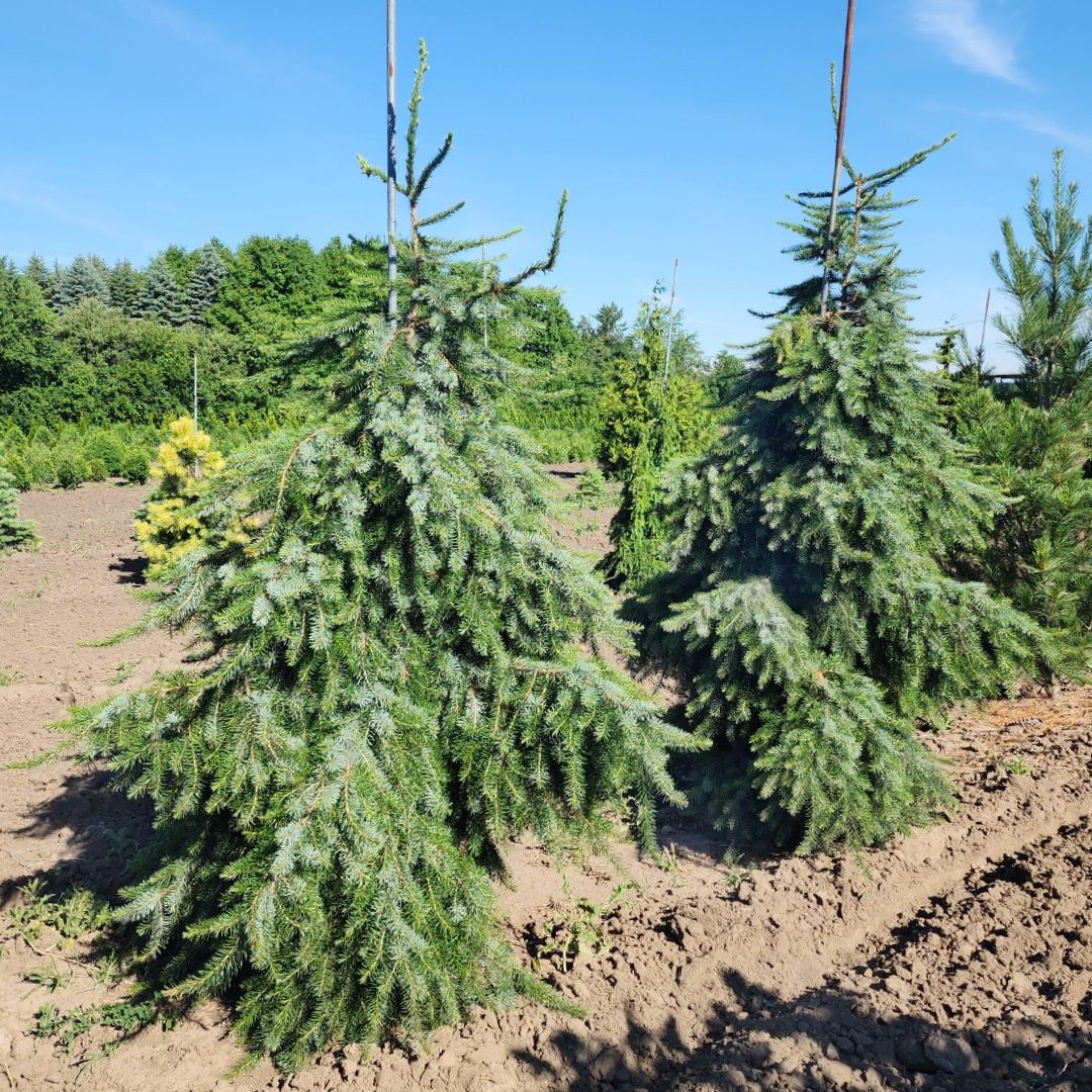 Serbian Spruce "Berliner's Weeper"