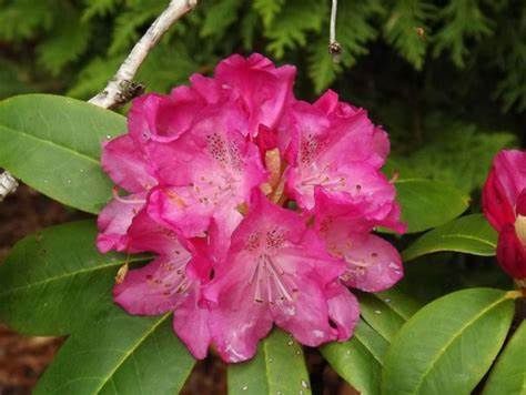 Rhododendron "Holden"