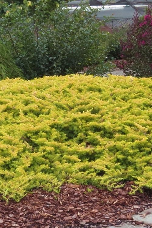 Juniper "Golden Pacific"