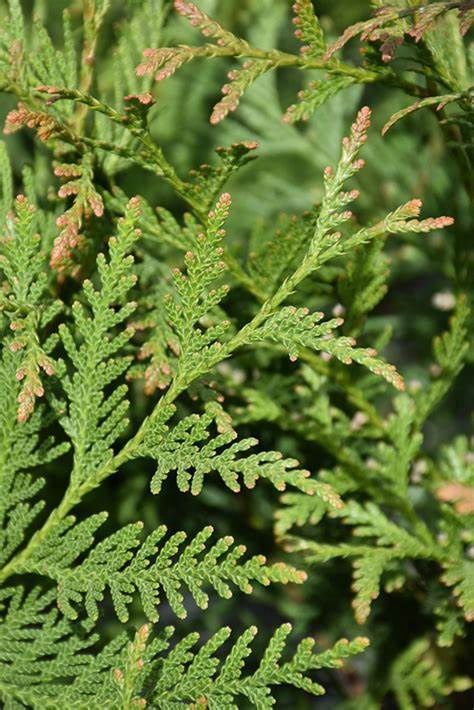 Arborvitae "Spring Grove"