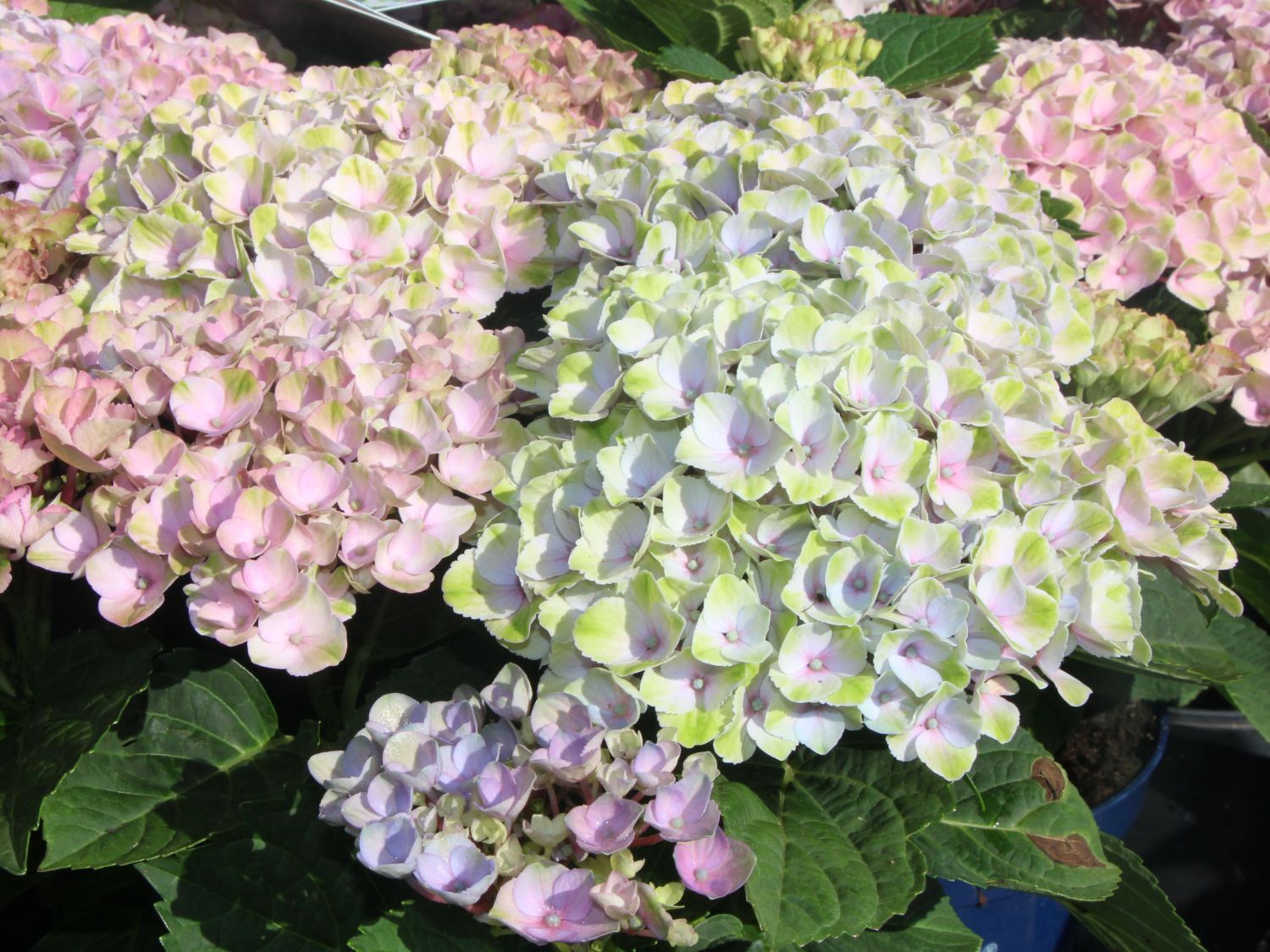 Bigleaf Hydrangea "Magical 'Revolution'"