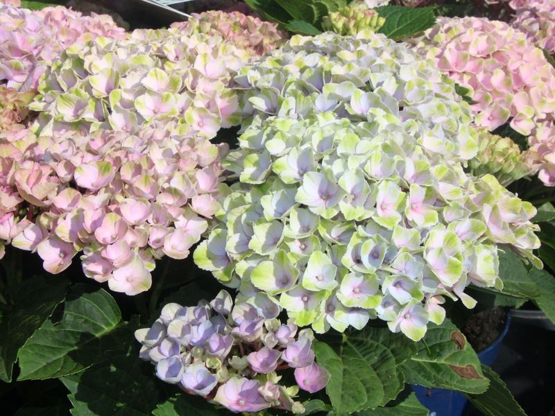 Bigleaf Hydrangea "Magical 'Revolution'"