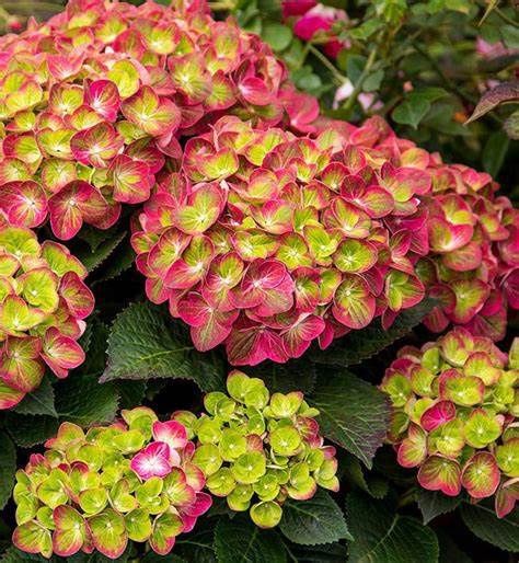 Bigleaf Hydrangea "Tilt-A-Swirl"