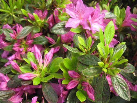 Azalea Evergreen "Herbert"