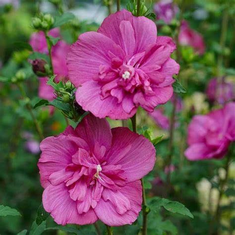 Rose of Sharon "Magenta Chiffon"
