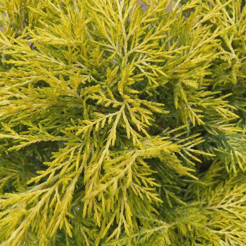 Juniper Chiense "Saybrook Gold"