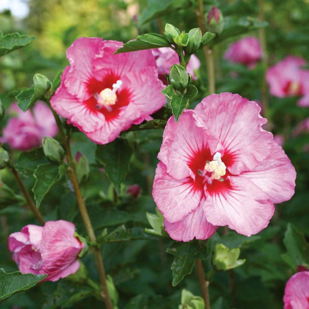 Rose of Sharon "Rose Satin"