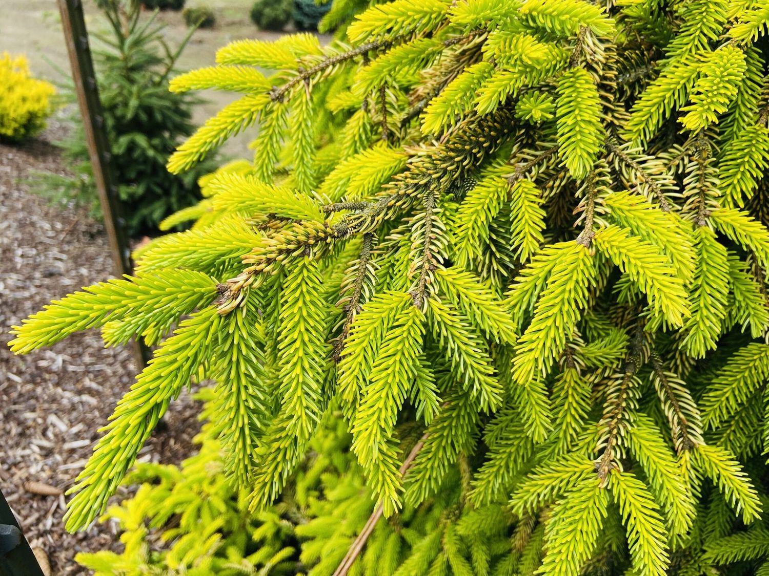Oriental Spruce "Skylands"