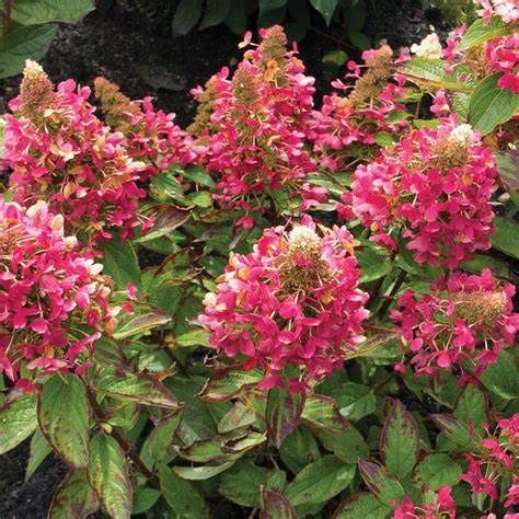 Panicle Hydrangea "Lava Lamp 'Flare'"