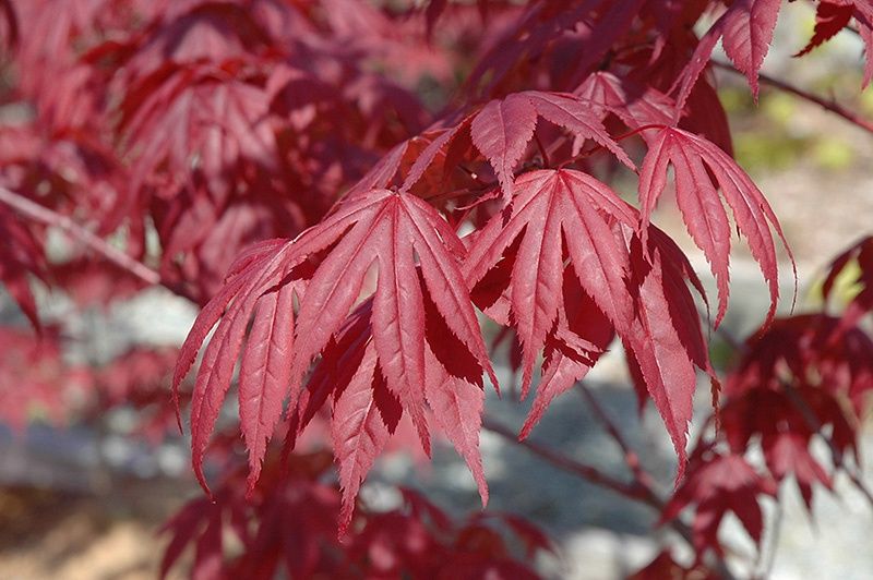Japanese Maple "Nuresagi"