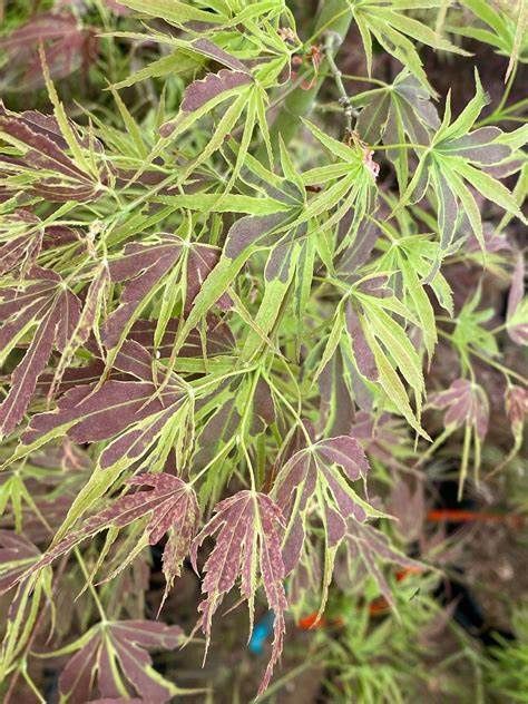Japanese Maple "Manyo no sato"