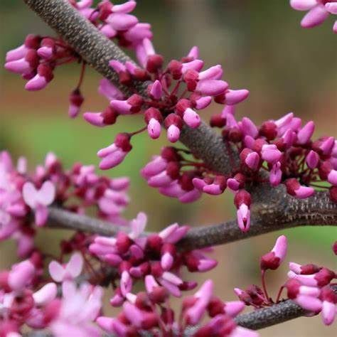 Eastern Redbud "Midnight Express"