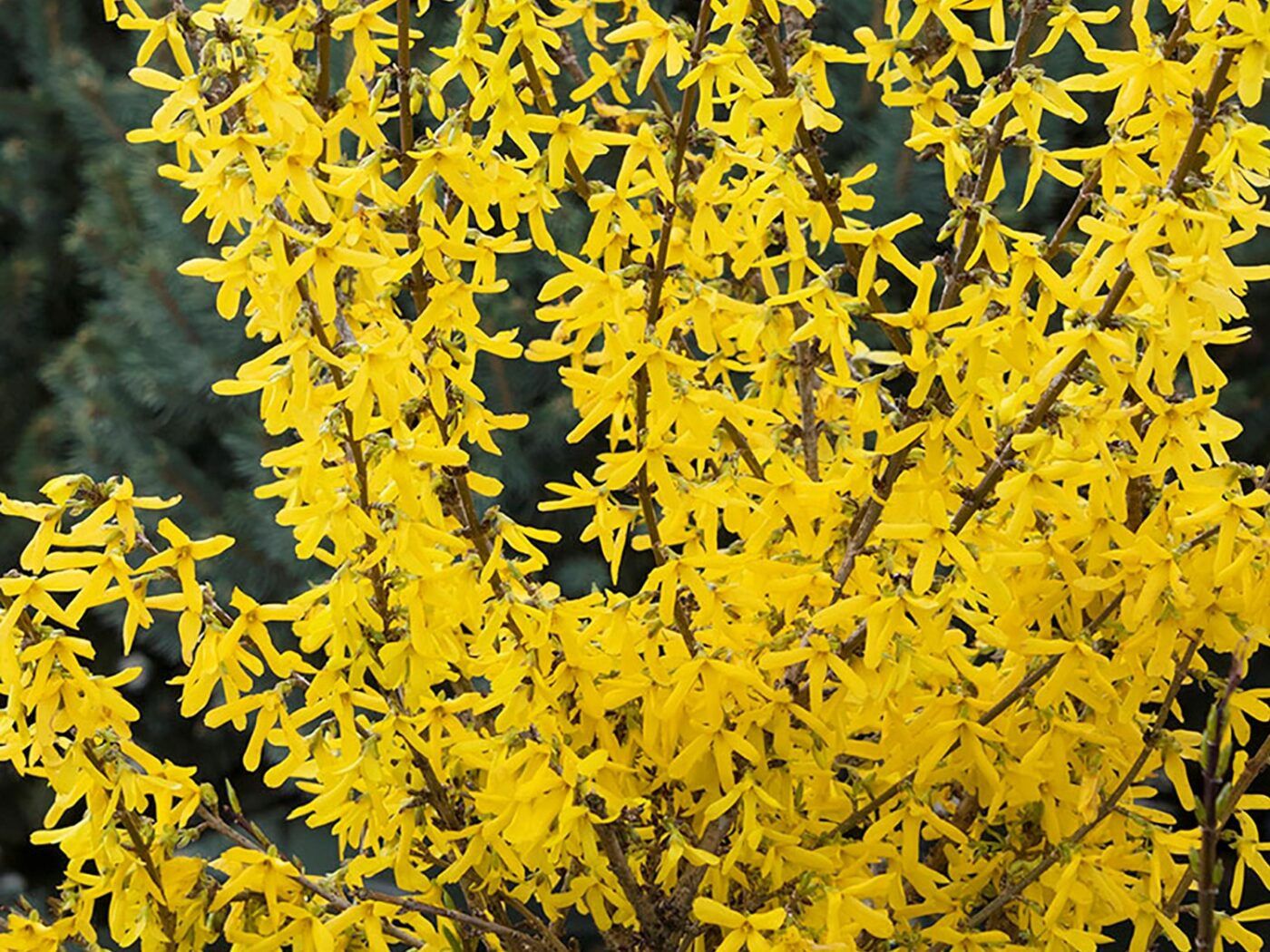 Forsythia "Springshine"