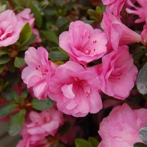 Azalea Evergreen "Rosebud", Size: 3g