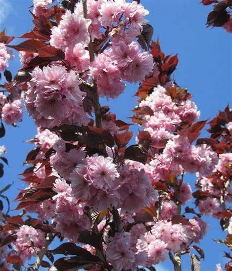 Cherry Tree "Royal Burgundy"