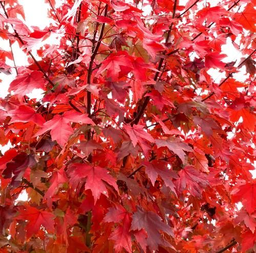 Red Maple "Redpointe"
