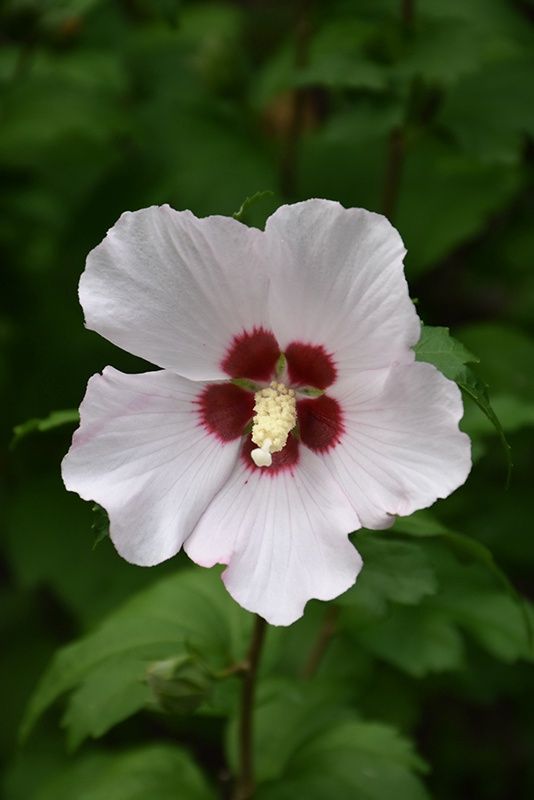 Rose of Sharon "Blush Satin" Patio Tree