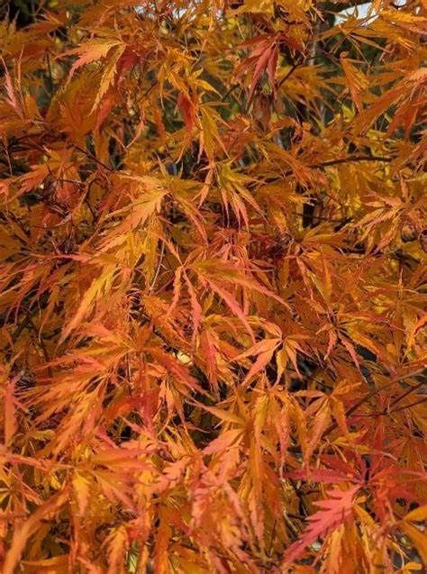 Japanese Maple "Germaine's Gyration"