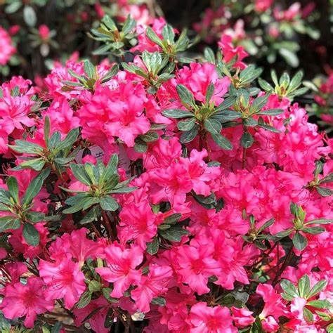 Azalea Evergreen "Girard's 'Rose'", Size: 3g