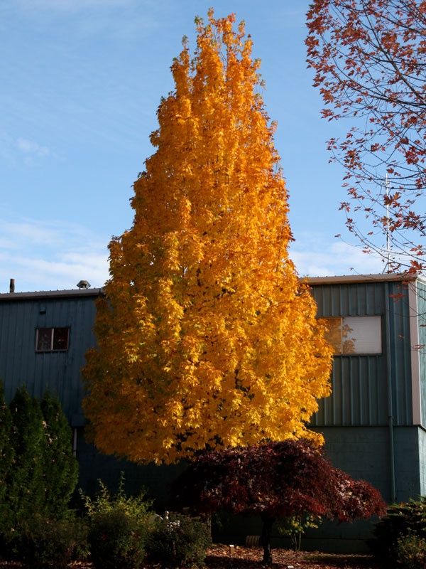 Sugar Maple "Apollo"