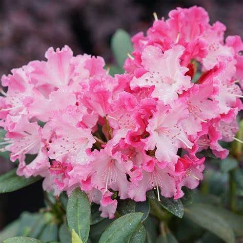 Rhododendron "Dandy Man 'Color Wheel'", Size: 3g