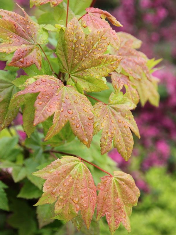 Vine Maple "Pacific Fire"