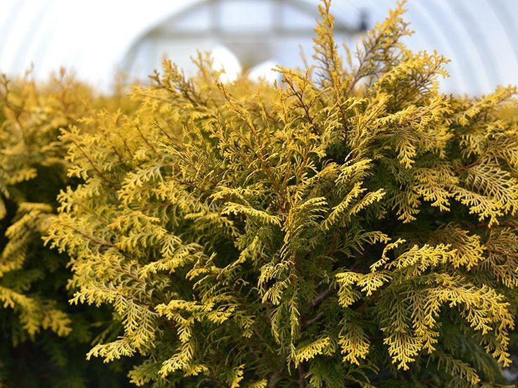 Hinoki Cypress "Night Light" Patio Tree