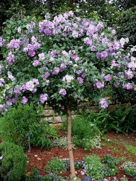Rose of Sharon "Double Purple" Patio Tree