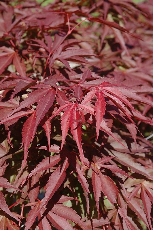 Japanese Maple "Red Dawn"