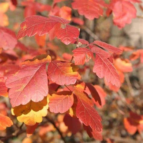 Fragrant Sumac "Gro-Low"