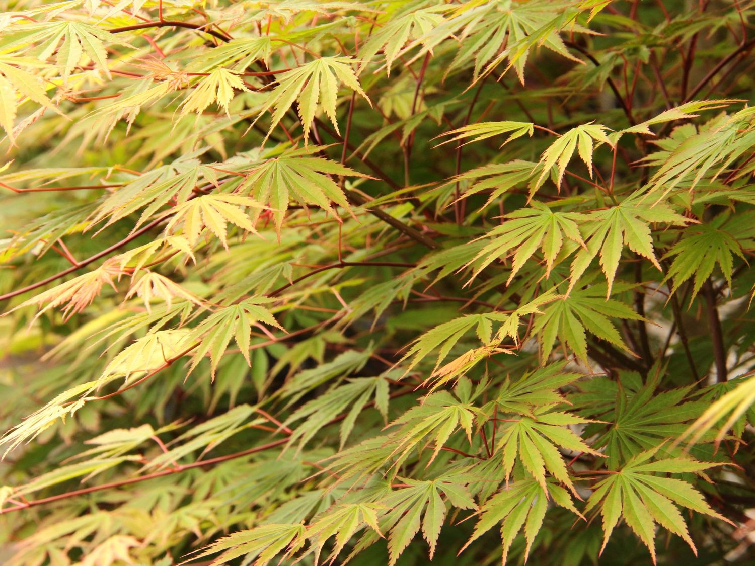 Japanese Maple "Sensu"