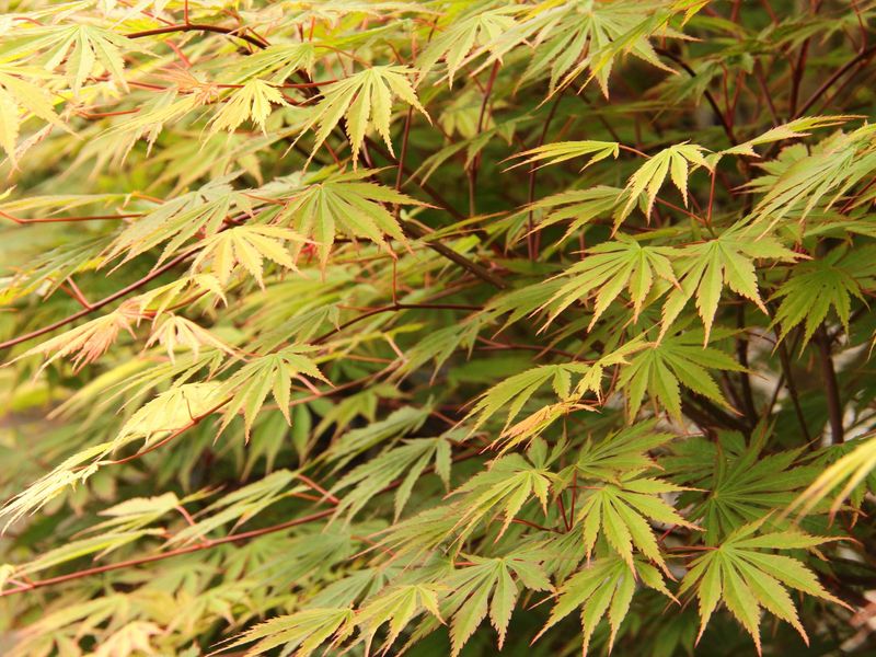 Japanese Maple "Sensu"